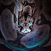 shadowpl4y14