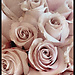 Nesrine