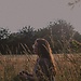 Adela