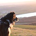 Leif