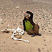 Assala Hadjadj