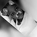 segolene