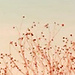Sanne