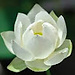 Piyumi