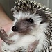 RUBEN