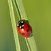 enrica coppo