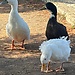 Aslı