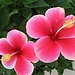 Claudia