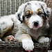 Jeanne