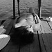Jasmina