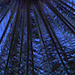 AZFAR