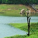 Sriya