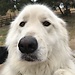 Lachlan