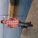 jhony gutierees