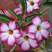 Adenium
