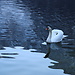 A bird on the lake