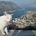 A day around Kotor Bay