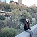 Elena Maestro