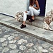 Mireia