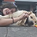 25enne con animale domestico cerca alloggio a madrid