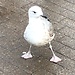 Albatros