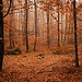 Autumn in The Vosges