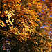 Autumn vibes in Great Malvern