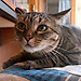 Cayetana  
