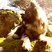 Balu in Fontainebleau