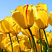 Fatemeh