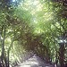 Beautiful tree tunel in Oliwa Park