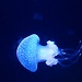 Oceanario
