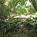 Botanical Garden and National Museum of History and Science: a L