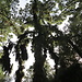 Botanical Garden and National Museum of History and Science: a L