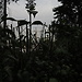 Botanical Garden and National Museum of History and Science: a L