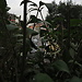 Botanical Garden and National Museum of History and Science: a L