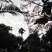 Botanical Garden and National Museum of History and Science: a L