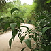 Botanical Garden and National Museum of History and Science: a L