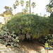Botanical Garden and National Museum of History and Science: a L