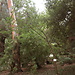 Botanical Garden and National Museum of History and Science: a L