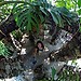 Botanical Garden, RJ