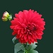 My name is Lamin and i am 29 years. Am looking for accommodation in Pisa.