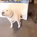 Maximo