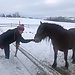 CABALLOS EN LEVANGER