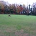 CABINTEELY PARK