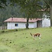 Cajamarca: Huambocancha Alta - Granja Porcon