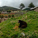 Cajamarca: Huambocancha Alta - Granja Porcon