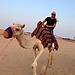 Camel dubai