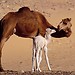 una camelliota y su madra.