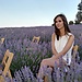 Campos de lavanda en Brihuega